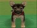 Nintendogs party!
