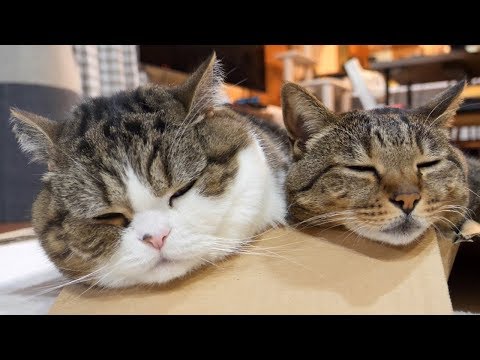 動画