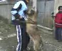bobalca pe vals