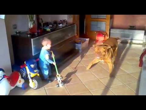dogo de burdeos