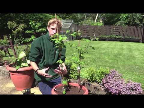 how to fertilize blueberries in pots