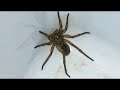 Giant Garage Spider