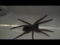 Giant Garage Spider