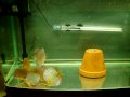 Discus turquoise rouge