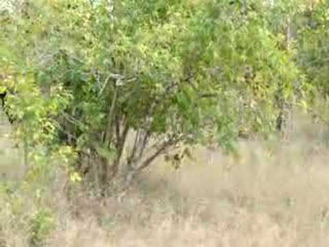Honeyguide Game Drive