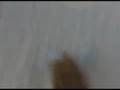 videos de Kids W Kite