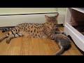 I liked a @YouTube video http://t.co/ISmGszCZuM AnoLani's bath time, not if she has anything to say about it