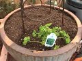 Garden Primer author