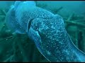 Giant Cuttlefish of The Kelloe 2006