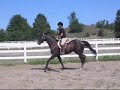 First Ride - Jaguar Hope, thoroughbred First Ride - Jaguar Hope, thoroughbred