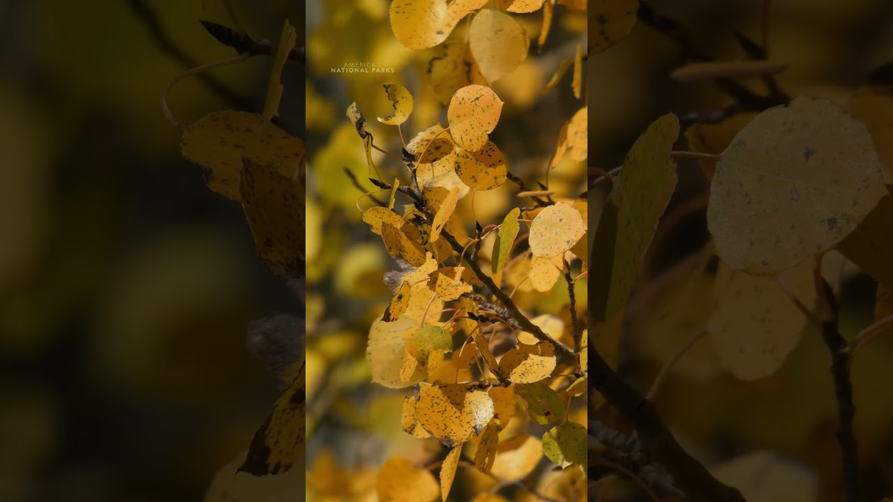 Experience autumn in Grand Teton National Park 🍂 #AmericasNationalParks