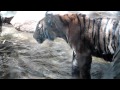 Tiger Cubs Playing