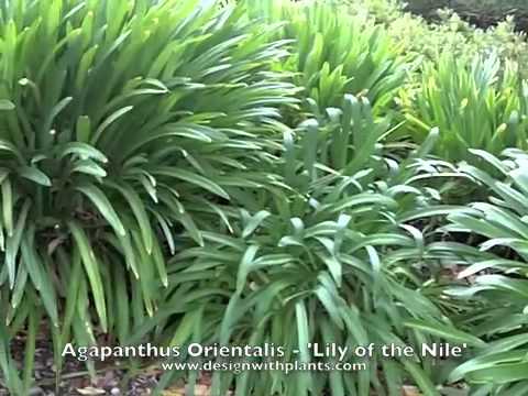how to fertilize lily of the nile