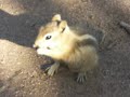 Chipmunk eating Chipmunk eating