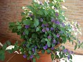 Fiori del giardino