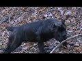 Cane   Corso  Tyson goni ,,zajaca,, Rambo !