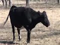 Beef Cattle Body Condition Scoring Part 1
