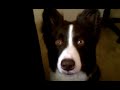Click here to watch this video Roo roo