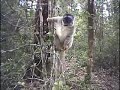 Lemurs in Madagascar