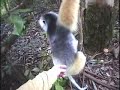 Lemurs in Madagascar