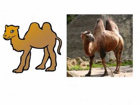 J'apprends le nom des animaux sauvages