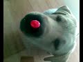 LABRADOR VS CARAMELLA!!