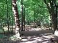 A Walk up the woods.