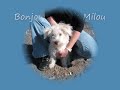 Chien Milou ...