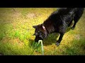 Click here to watch this video Google