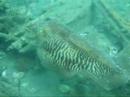 A short clip of a couple of cuttlefish we spotted under the lifeboat at Selsey on Saturday