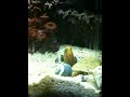 My new Blue Spotted Jaw Fish.