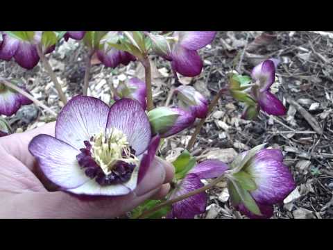 Hellebore Pink Frost - A favorite winter blooming perennial for colder climates, this series of Helleborus x hybridus bred in Oregon, USA are some of the finest in the world. This ...