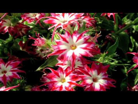 how to fertilize phlox