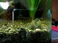 Leapord Cory Catfish