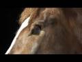 Tim Flach photographs Laddy, a one eyed horse