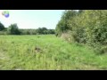 dropzoneking hunting wild  bore