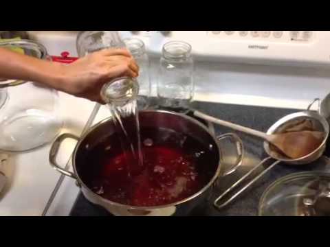 how to harvest kombucha