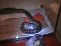 my lost pet;-( (Burmese Python molurus)