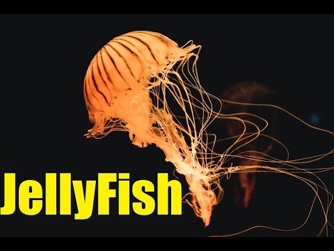 how to relieve pain from jellyfish sting