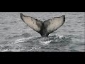 Humpback Whale Sampler Humpback Whale Sampler