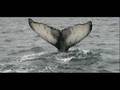 Humpback Whale Sampler