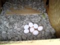 English Budgie Eggs