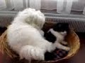 Dog f*cking cat