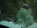 Banded bamboo sharks
