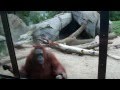 Orangutan cleans own cage w/ washcloth!