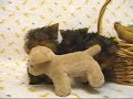 ???? (Yorkshire Terrier) ???? (Yorkshire Terrier)