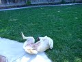 Sun Dance
