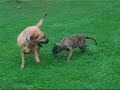 Tosa Inu VS BoerBoel Tosa Inu VS BoerBoel