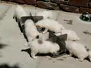 puppies 4 weeks oldpyreneese berghond