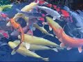 koi fish varieties